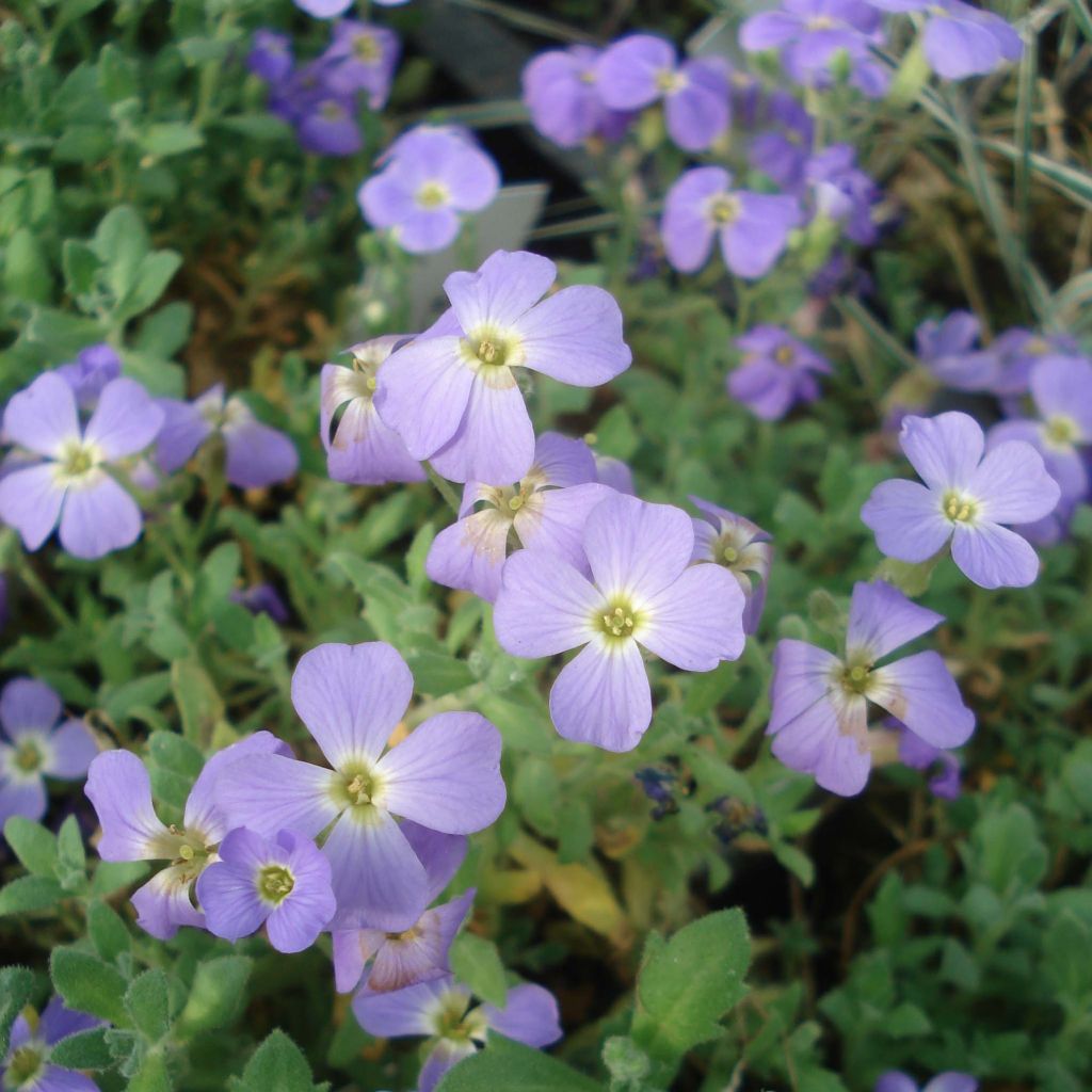 Blauwkussen Cascade Blue - Aubrieta