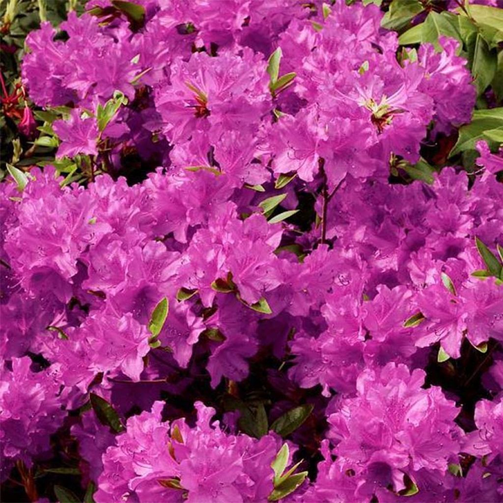 Rhododendron knaphill Purple Splendor - Japanse azalea