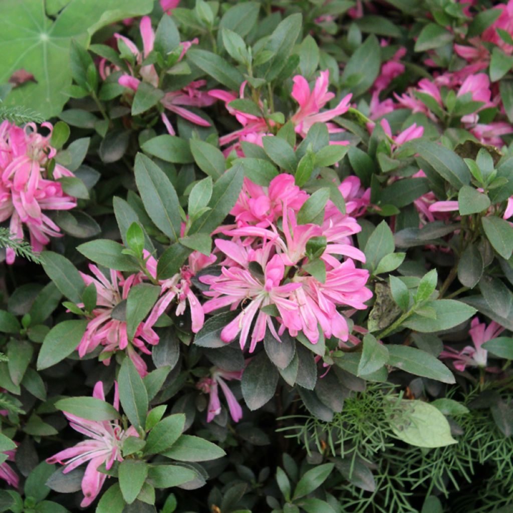 Rhododendron Pink Star - Japanse azalea