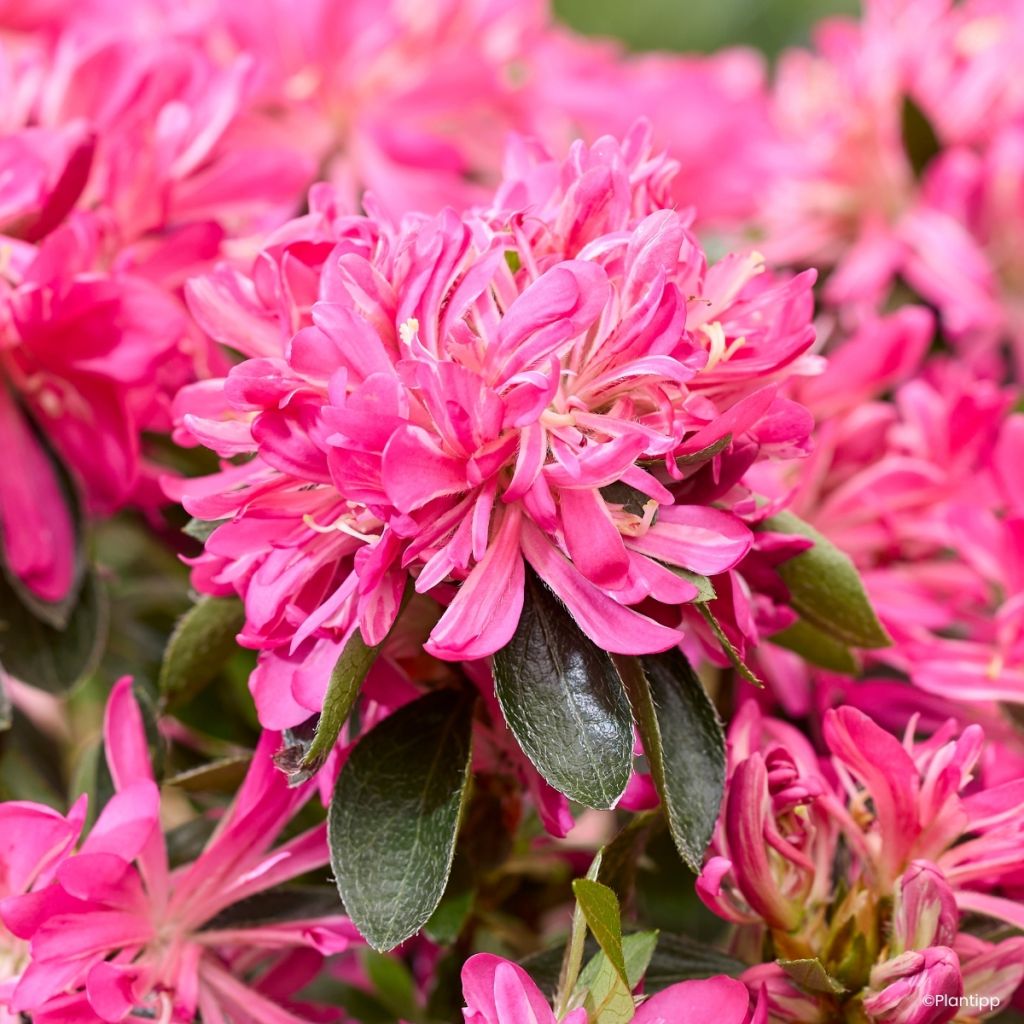 Rhododendron Pink Star - Japanse azalea