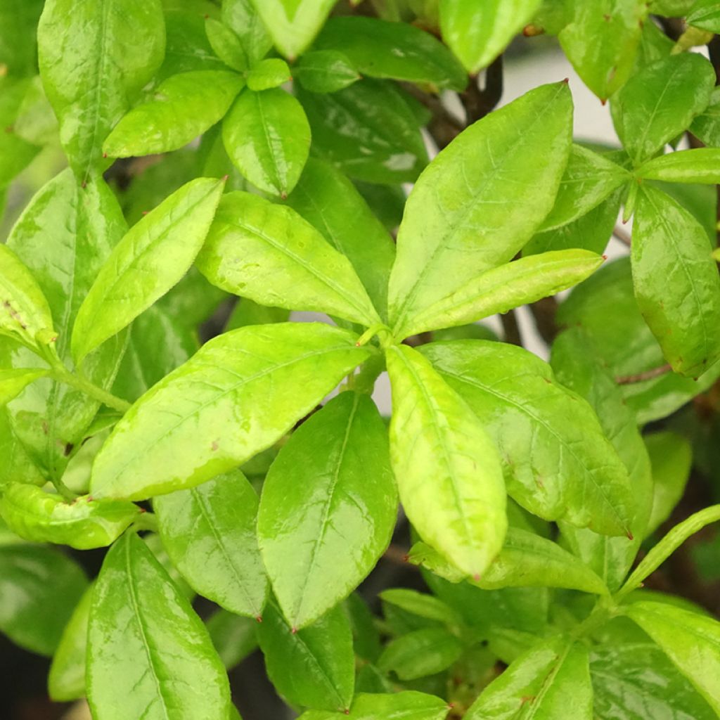 Rhododendron Satan - Bladverliezende azalea