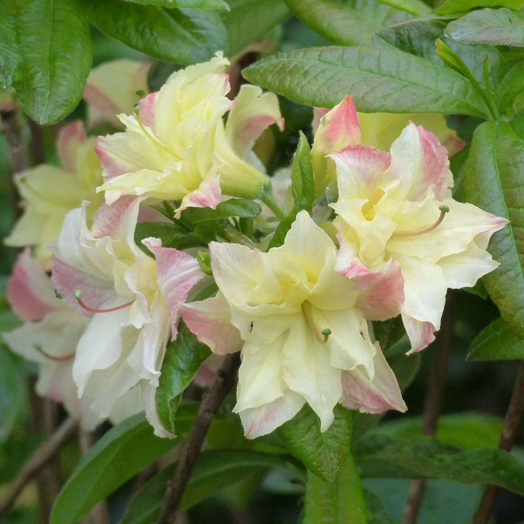 Rhododendron Cannon's Double - Azalea mollis