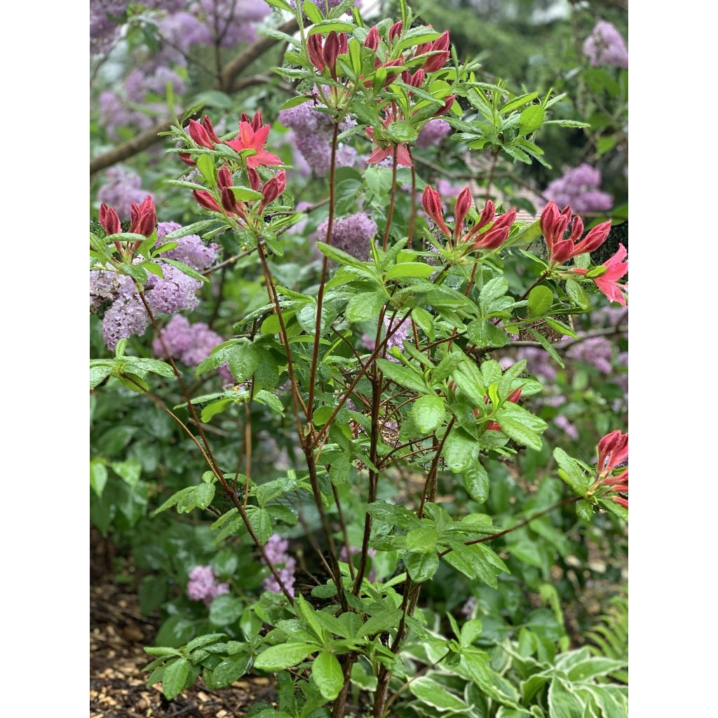 Rhododendron viscosum Jolie Madame - Azalea mollis