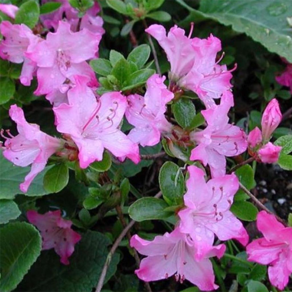 Rhododendron kiusianum Komo Kulshan - Japanse azalea
