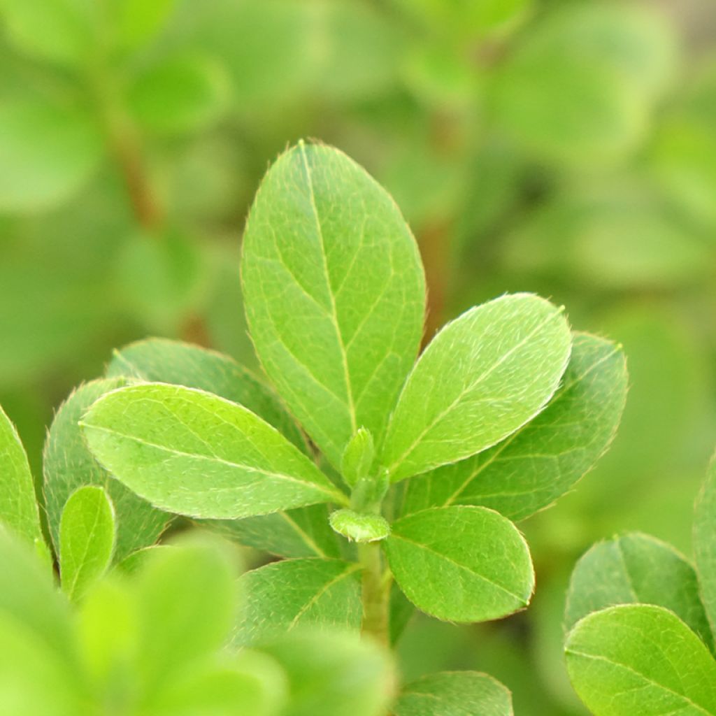Rhododendron knaphill Purple Splendor - Japanse azalea