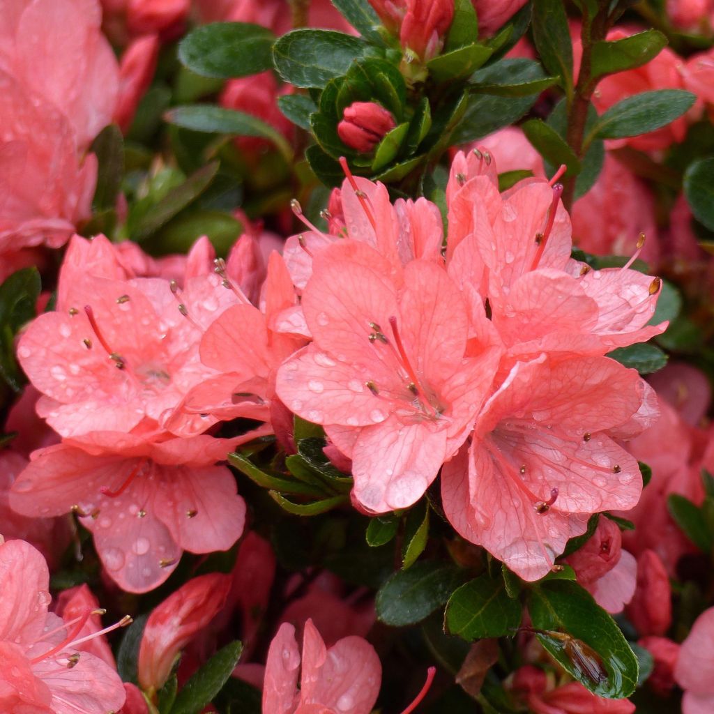 Rhododendron Rex - Japanse azalea