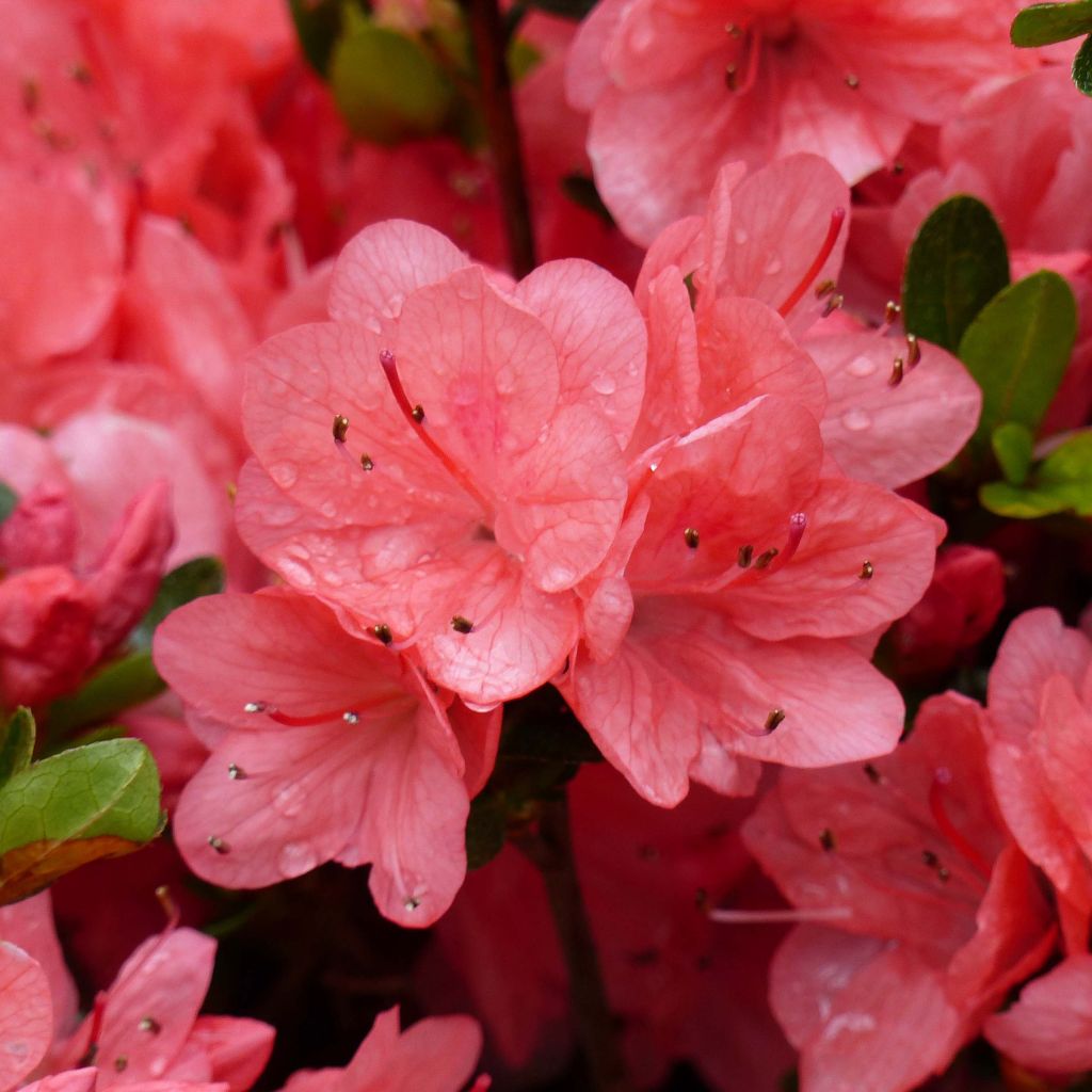 Rhododendron Rex - Japanse azalea