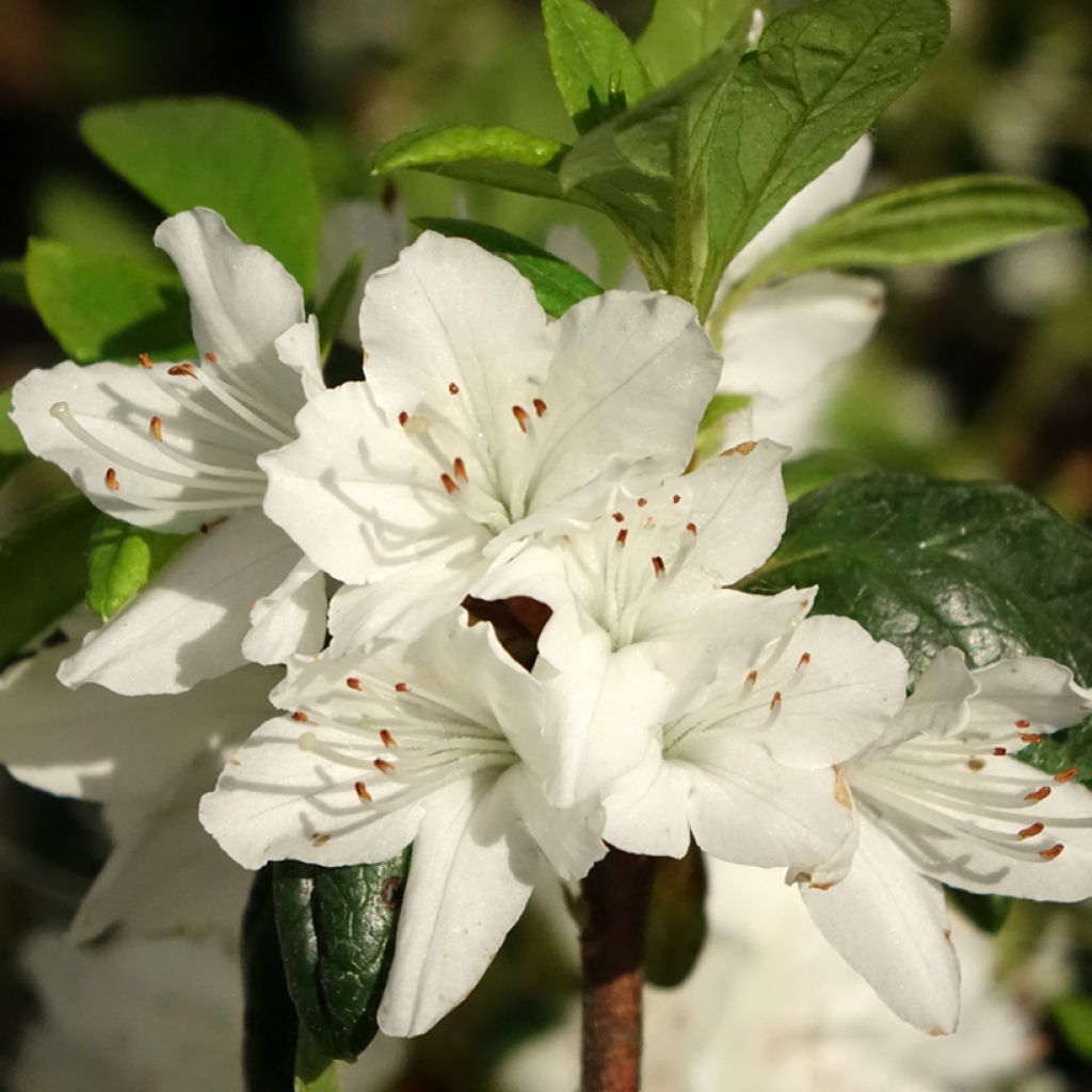 Rhododendron Schneewittchen - Japanse azalea