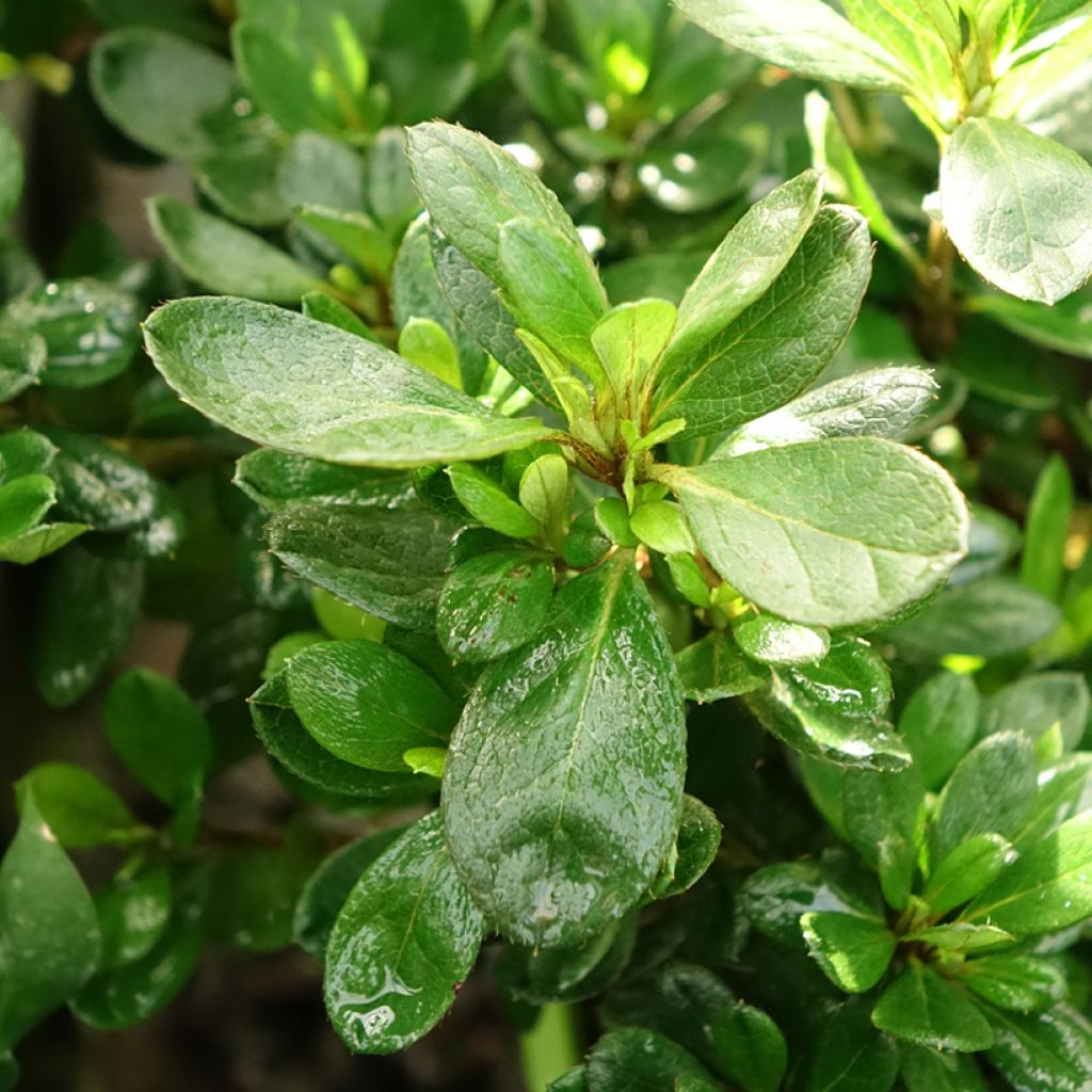 Rhododendron ENCORE Bonfire - Japanse azalea
