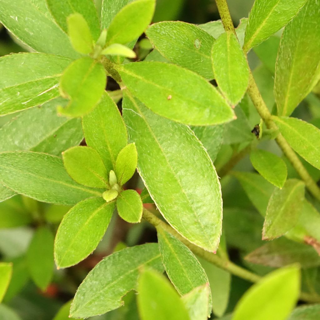 Rhododendron knaphill Purple Splendor - Japanse azalea