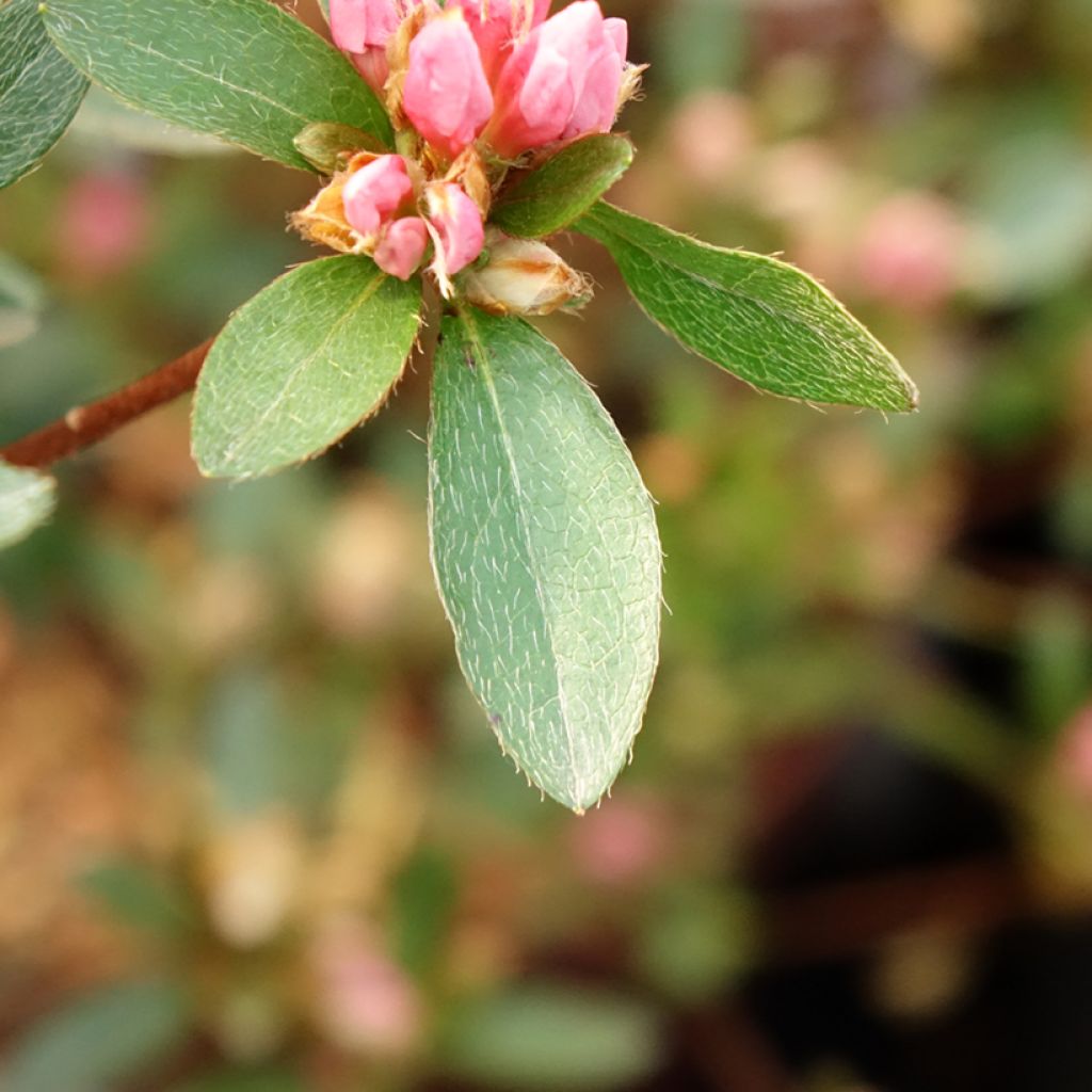 Rhododendron japonica Mme Van Hecke - Japanse azalea