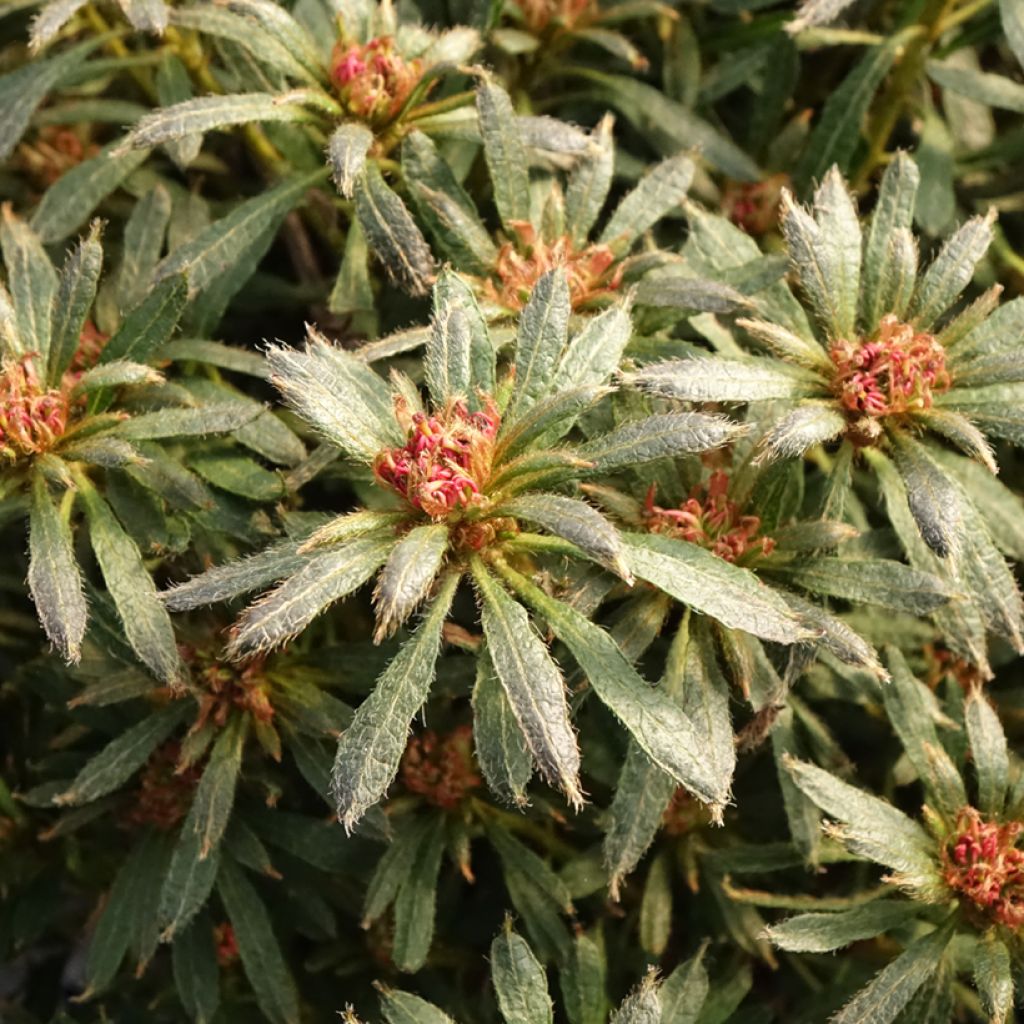 Rhododendron japonica Star Style Violet - Japanse azalea