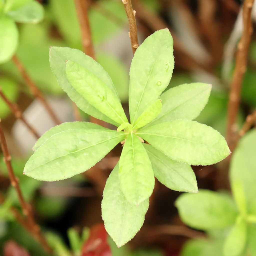 Rhododendron mollis Viscosa - Bladverliezende azalea
