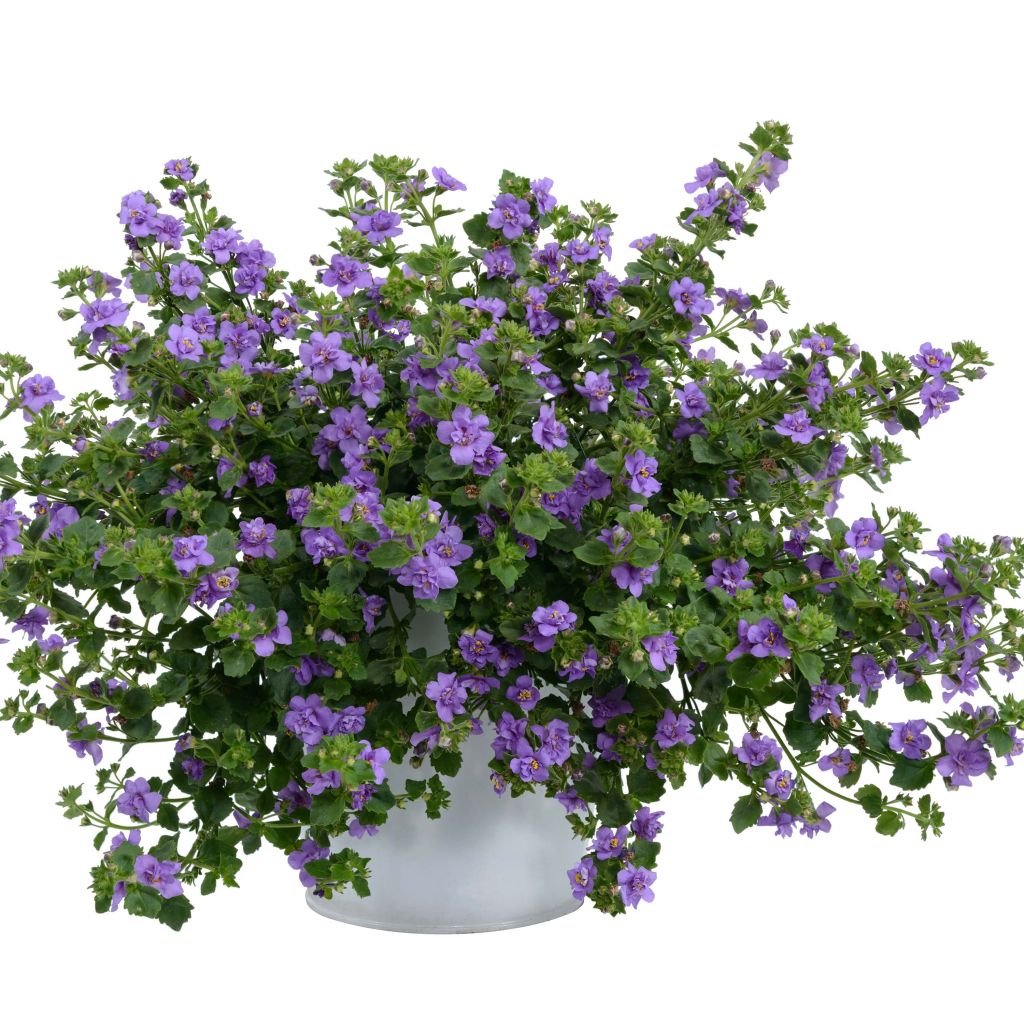 Bacopa Scopia Double Indigo - Bacopa