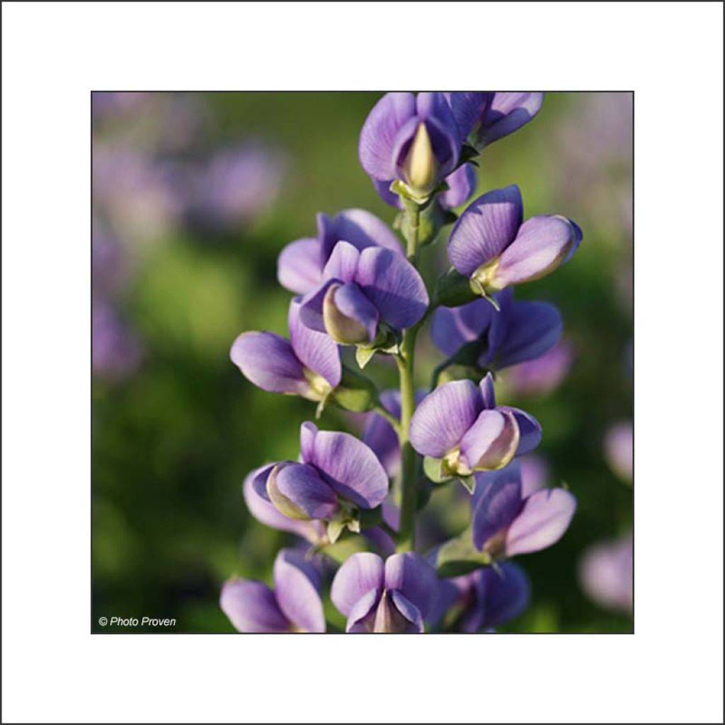 Baptisia Decadence Blueberry Sundae - Blauwe valse indigo