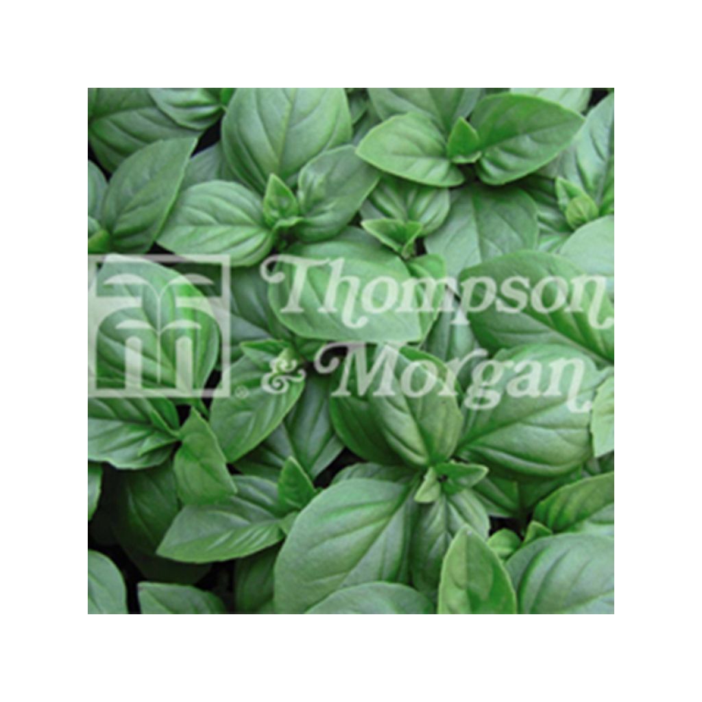 Basilic Christmas - Ocimum basilicum