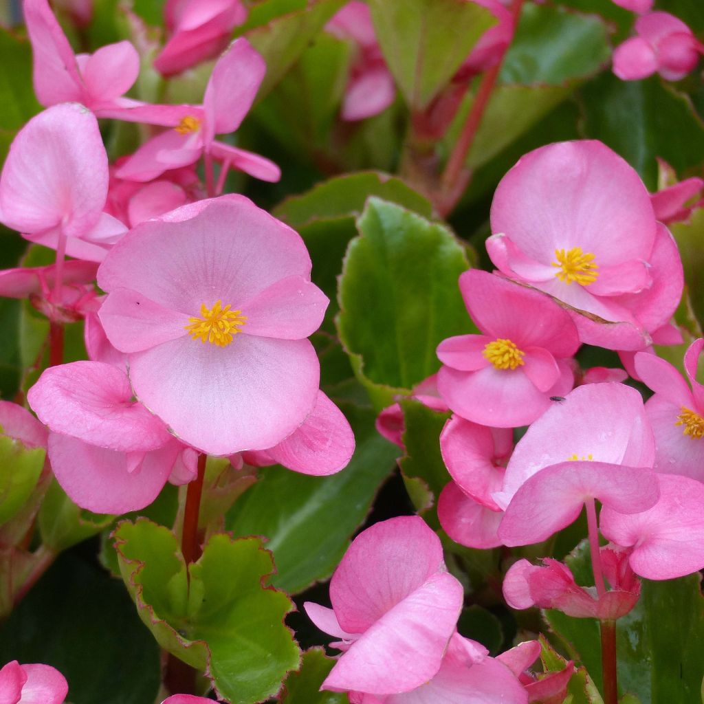 Begonia Big F1 Roze - Perkbegonia