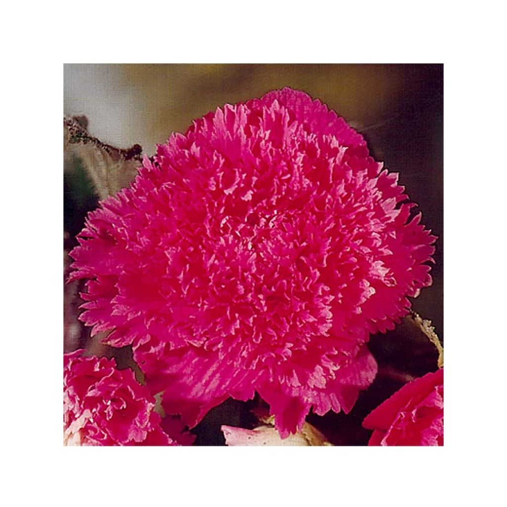 Begonia Fimbriata Roze - Knolbegonia