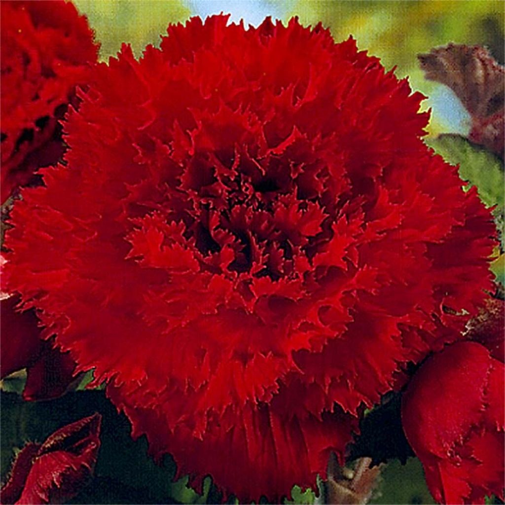 Begonia pendula Rood - Hangbegonia