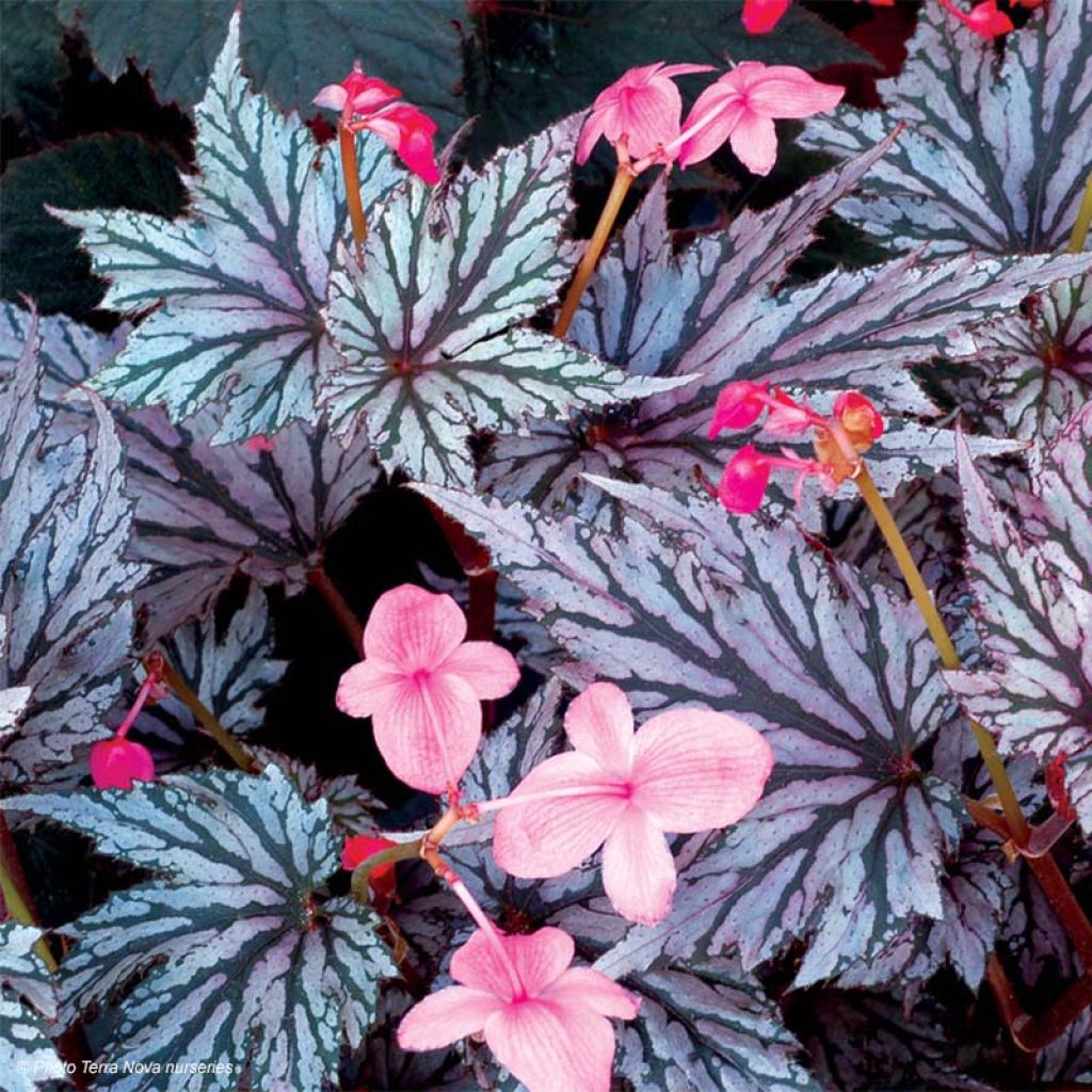 Begonia Garden Angel Blush - Bladbegonia