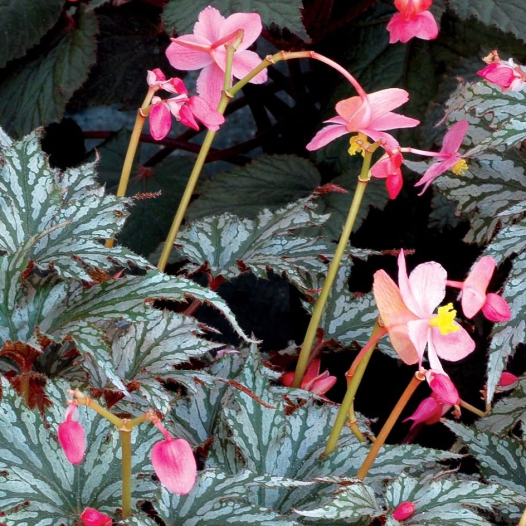 Begonia Garden Angel Silver - Bladbegonia