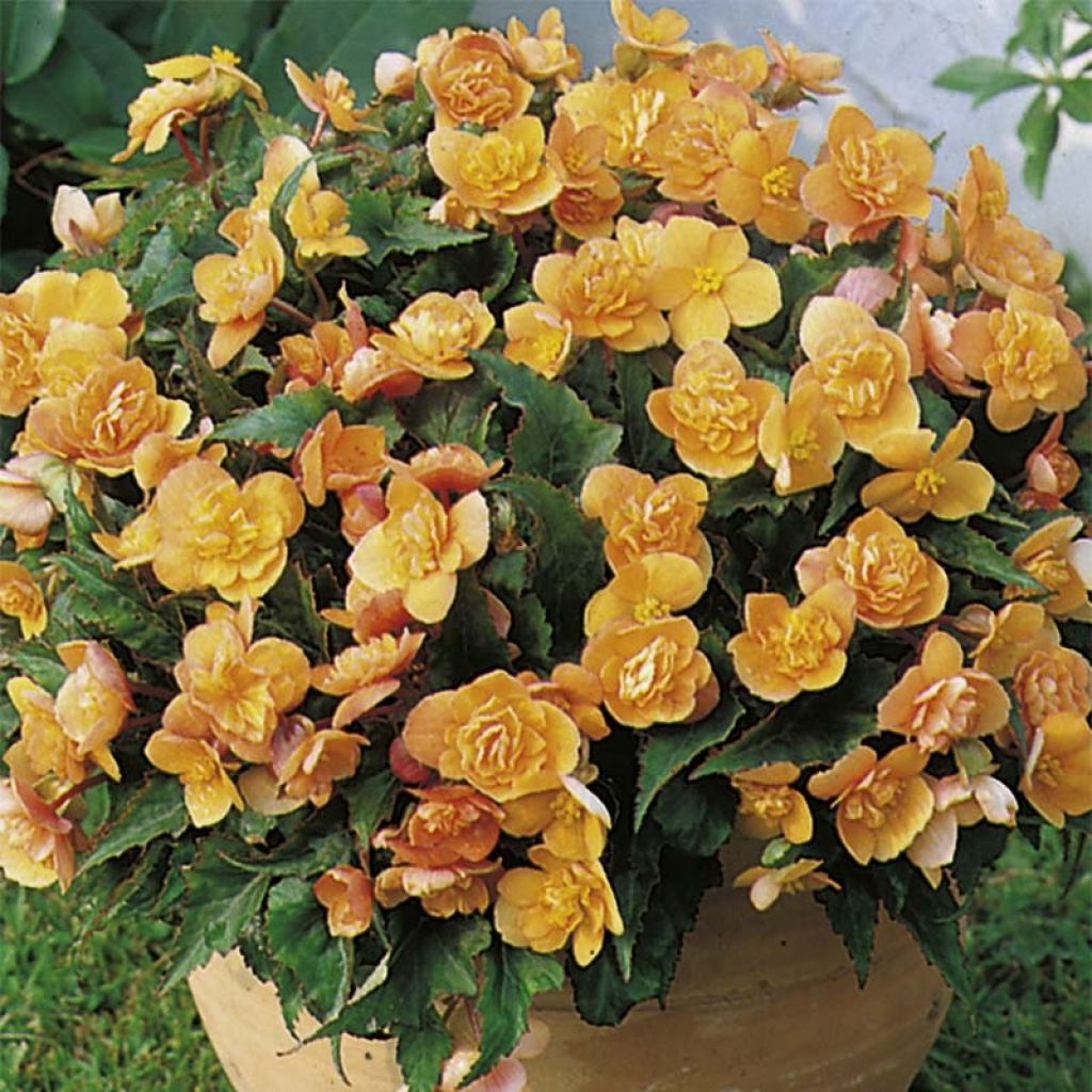 Begonia multiflora Richard Galle - Knolbegonia