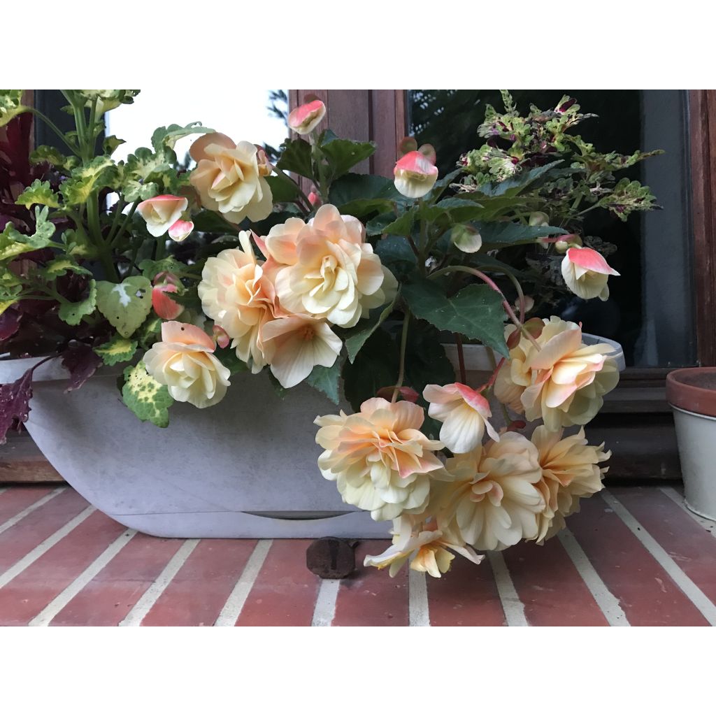 Begonia Chardonnay - Hangbegonia