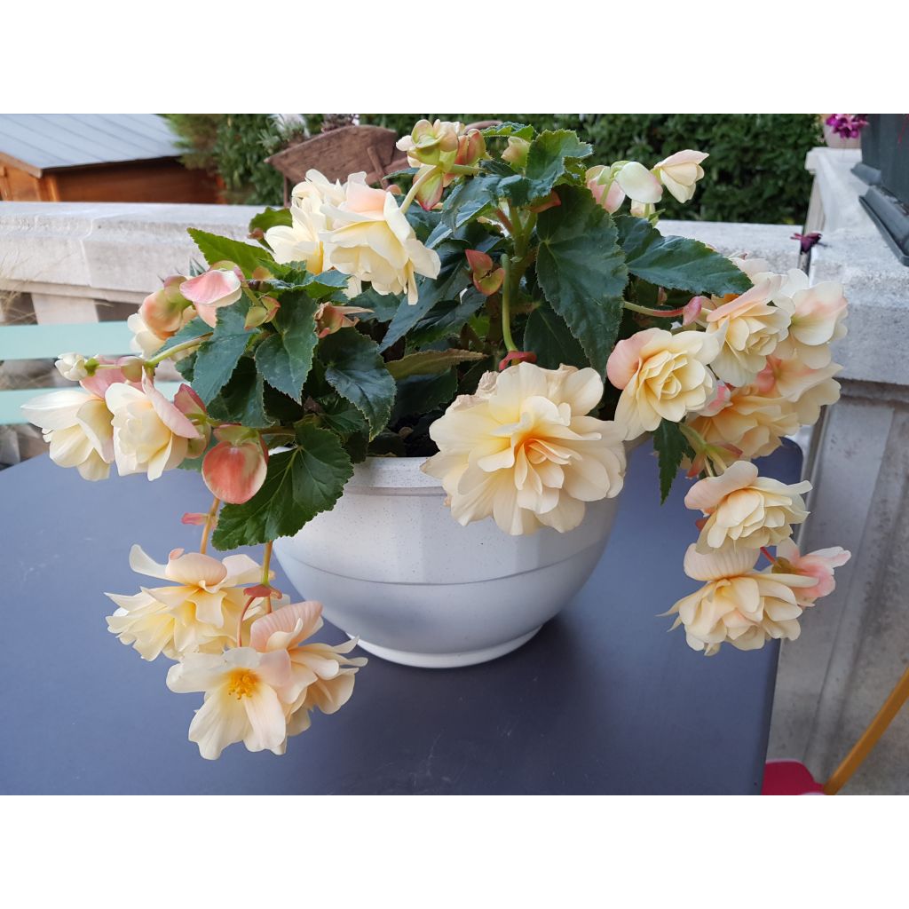 Begonia Chardonnay - Hangbegonia
