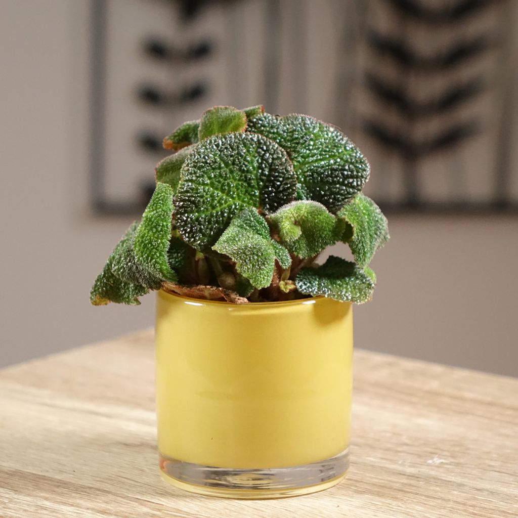 Begonia Rex Soli Mutata - Bladbegonia