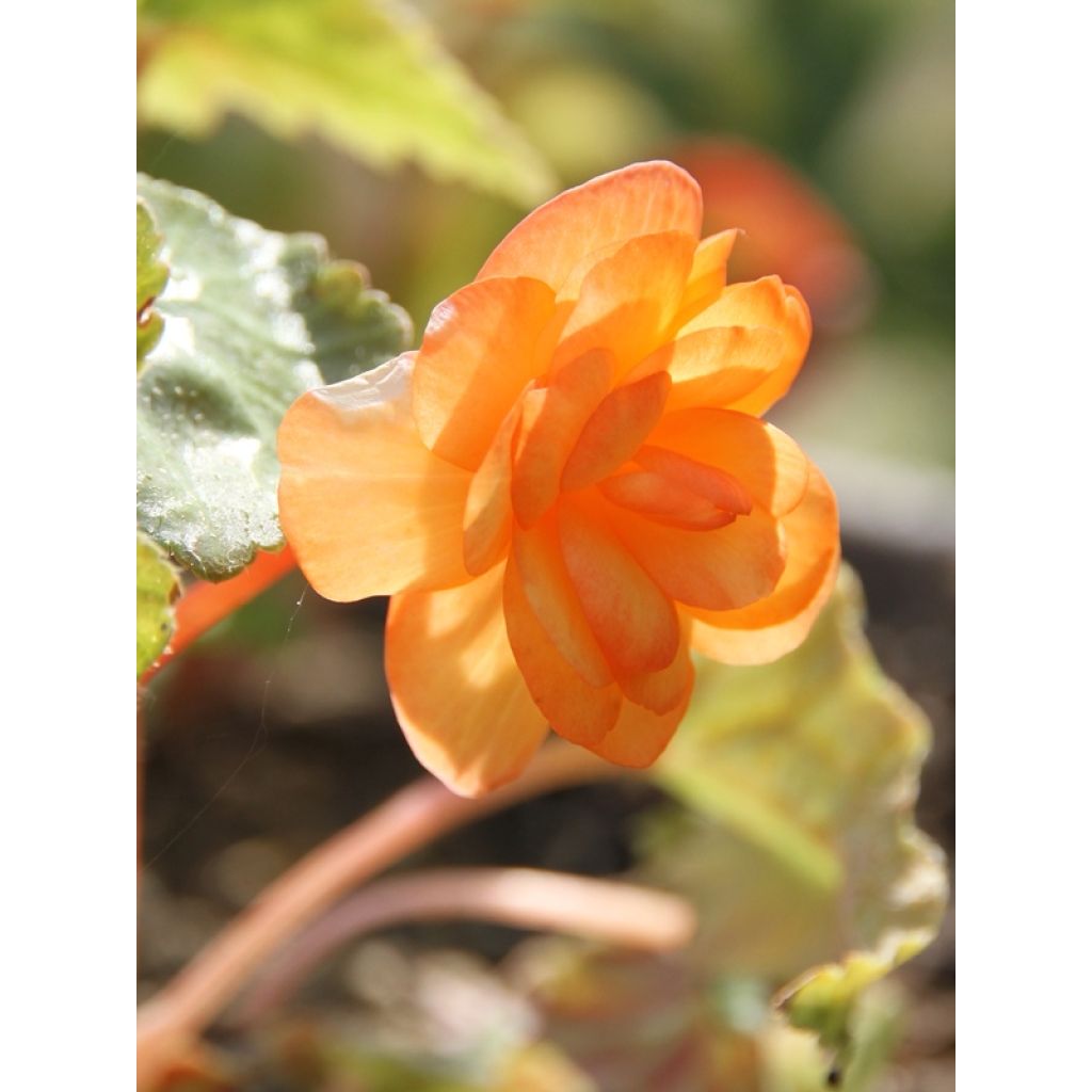 Toute première fleur