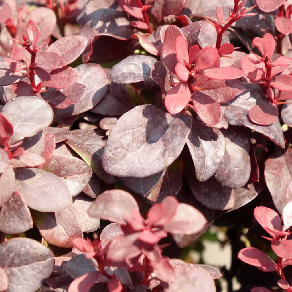 Berberis thunbergii Concorde - Japanse berberis