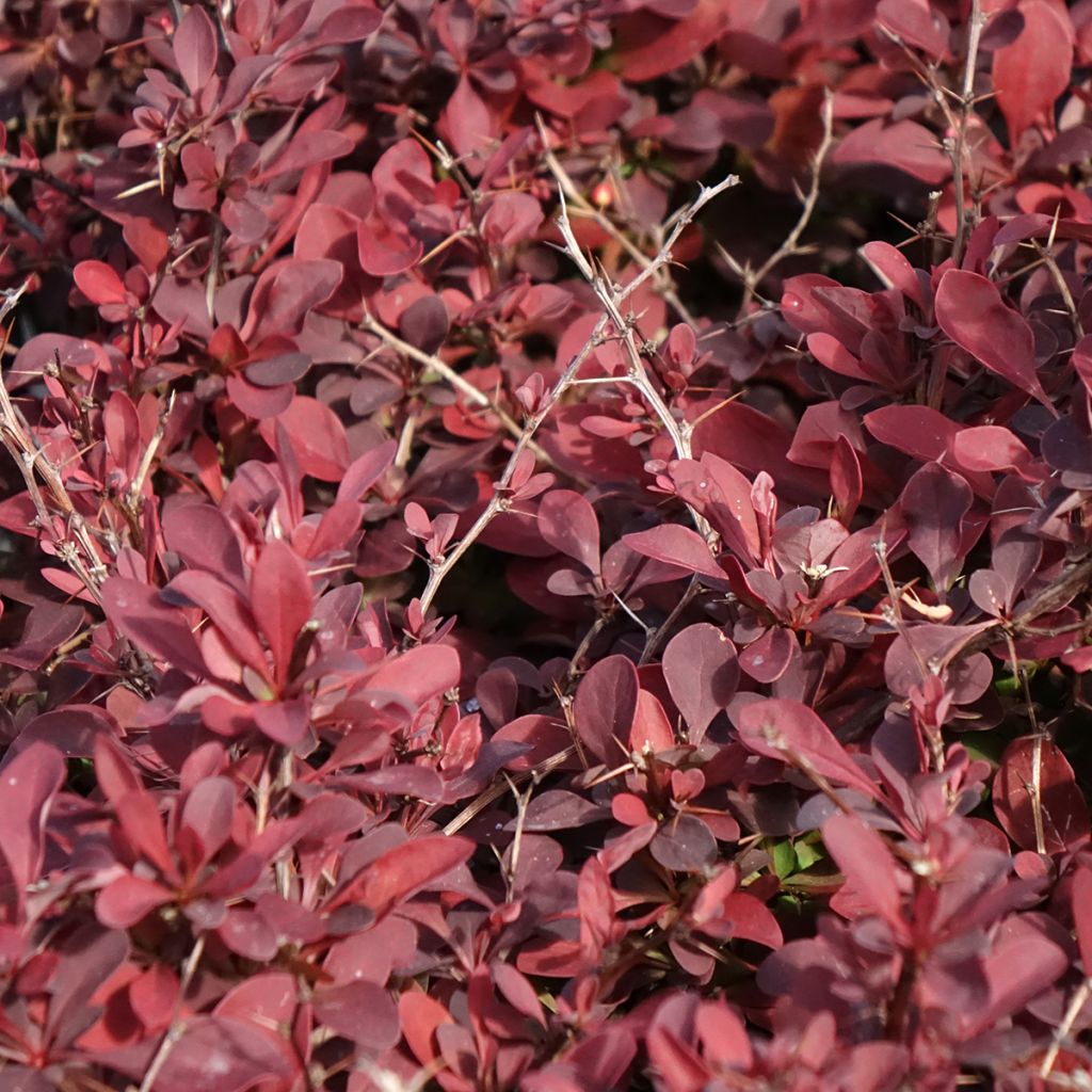 Berberis thunbergii Golden Ring - Japanse berberis