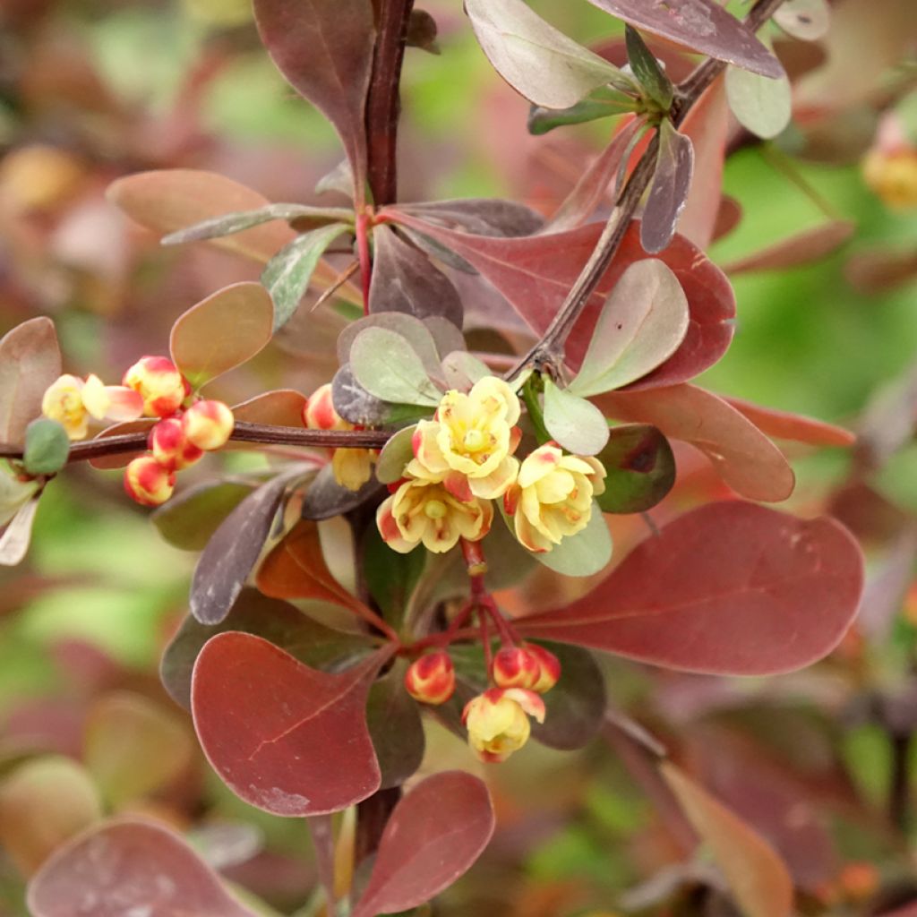 Berberis thunbergii Rosy Glow - Japanse berberis