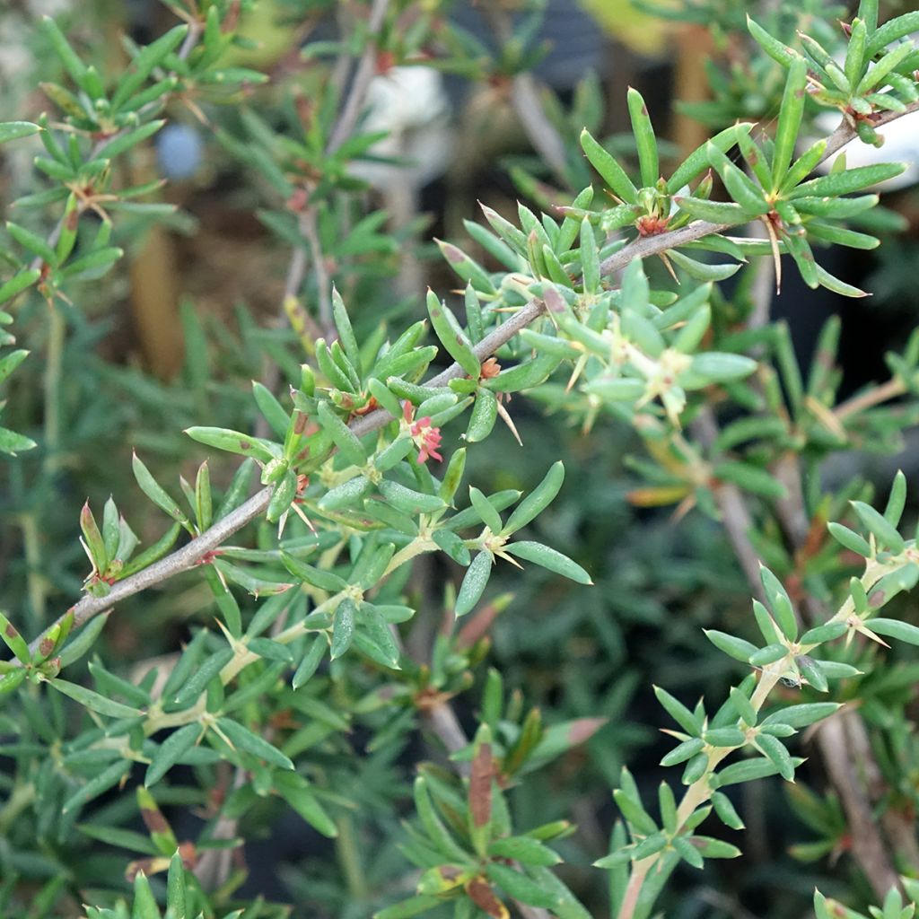 Berberis stenophylla - Zuurbes