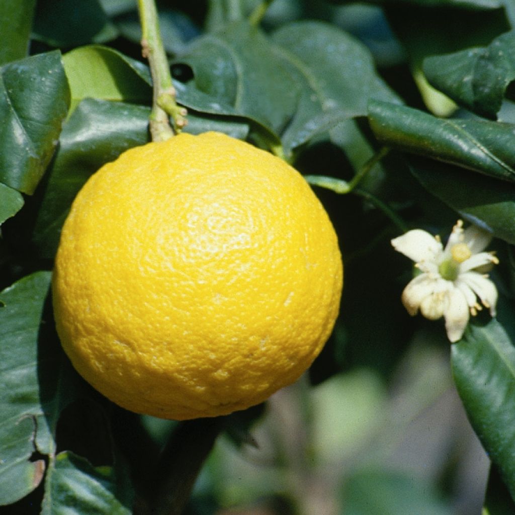 Bergamot - Citrus bergamia