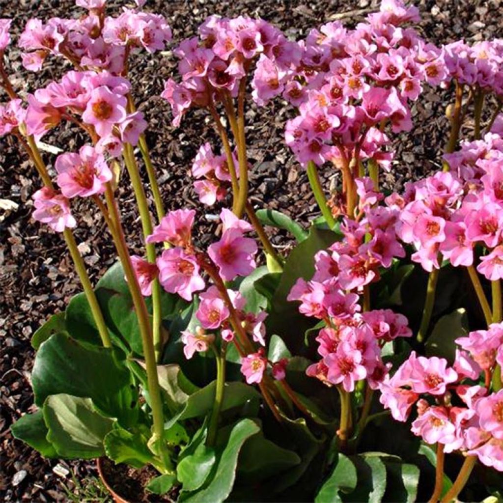 Bergenia Rosenkristall - Schoenlappersplant