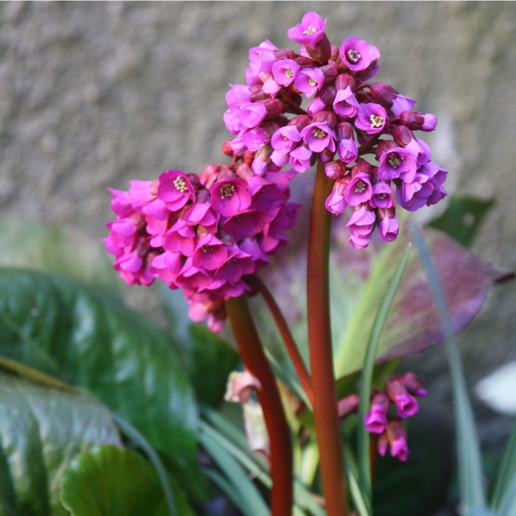 Bergenia purpurascens - Schoenlappersplant