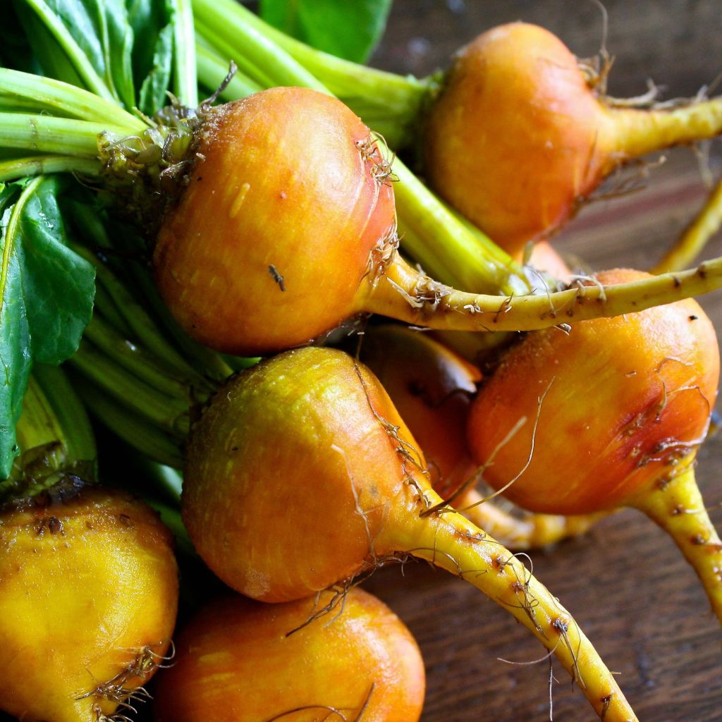 Gele biet Burpee's Golden