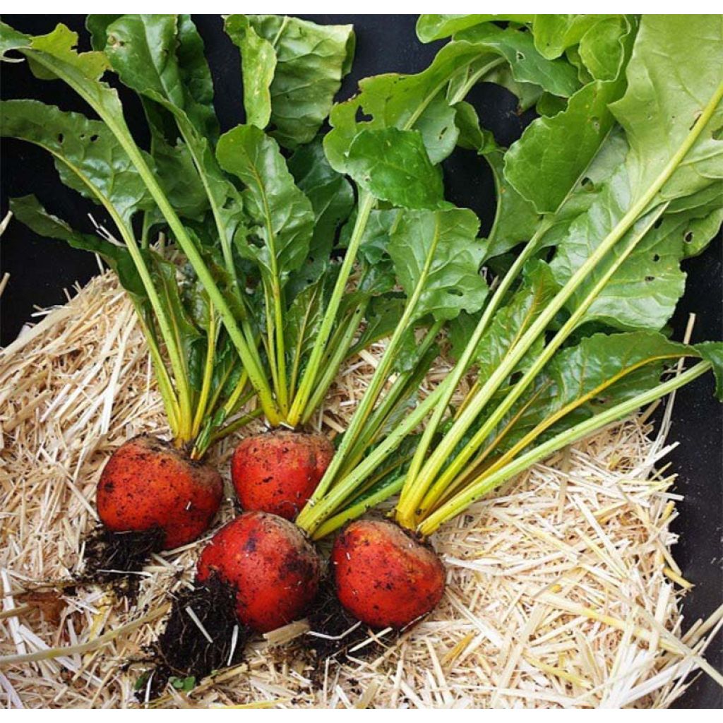 Gele biet Burpee's Golden BIO