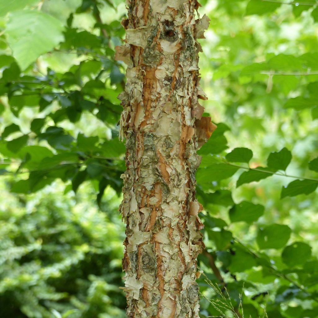 Betula nigra Heritage - Zwarte berk
