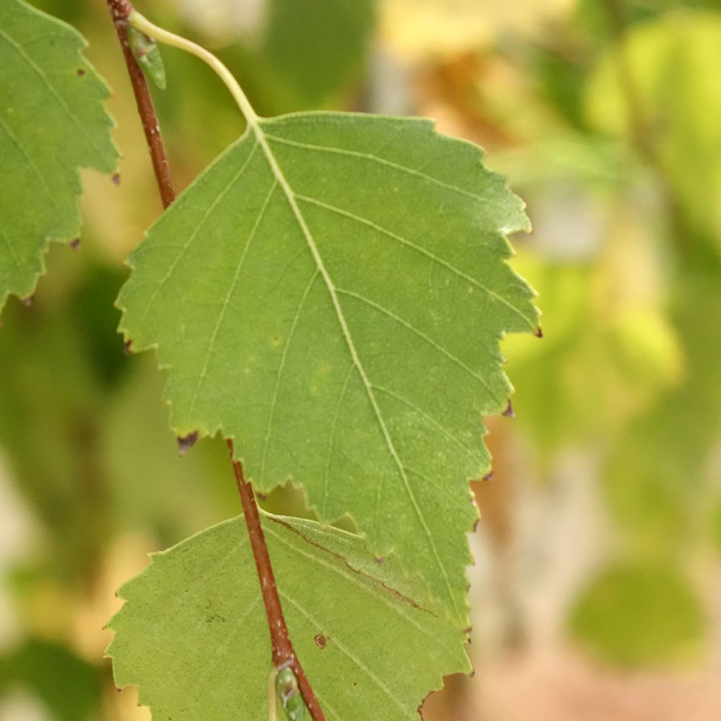 Betula pendula Magical Globe - Ruwe berk