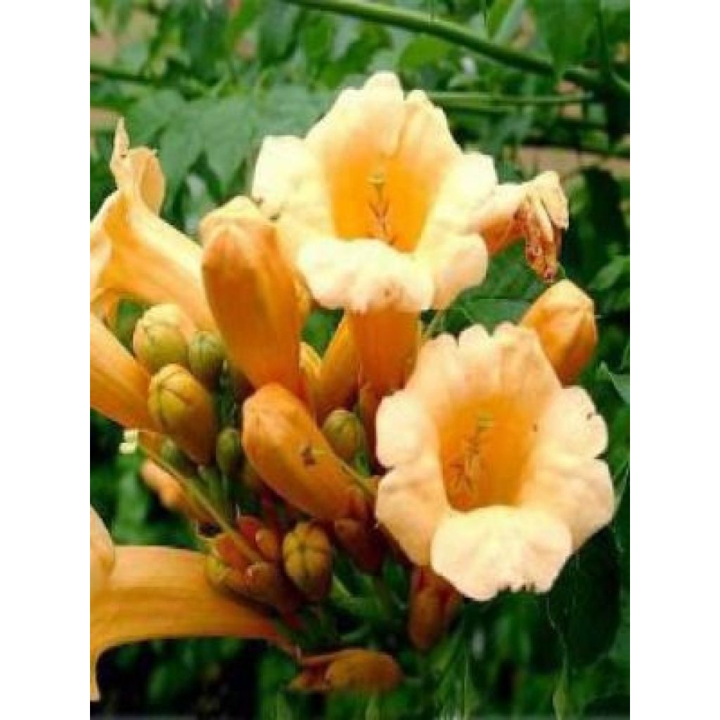 Campsis radicans Yellow Trumpet - Trompetklimmer
