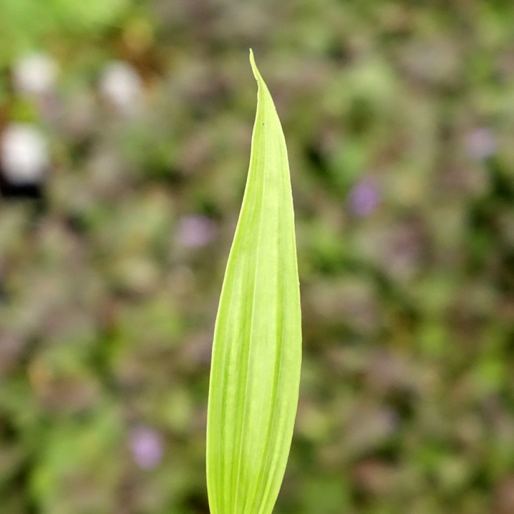 Bletilla ochracea - Aardorchidee
