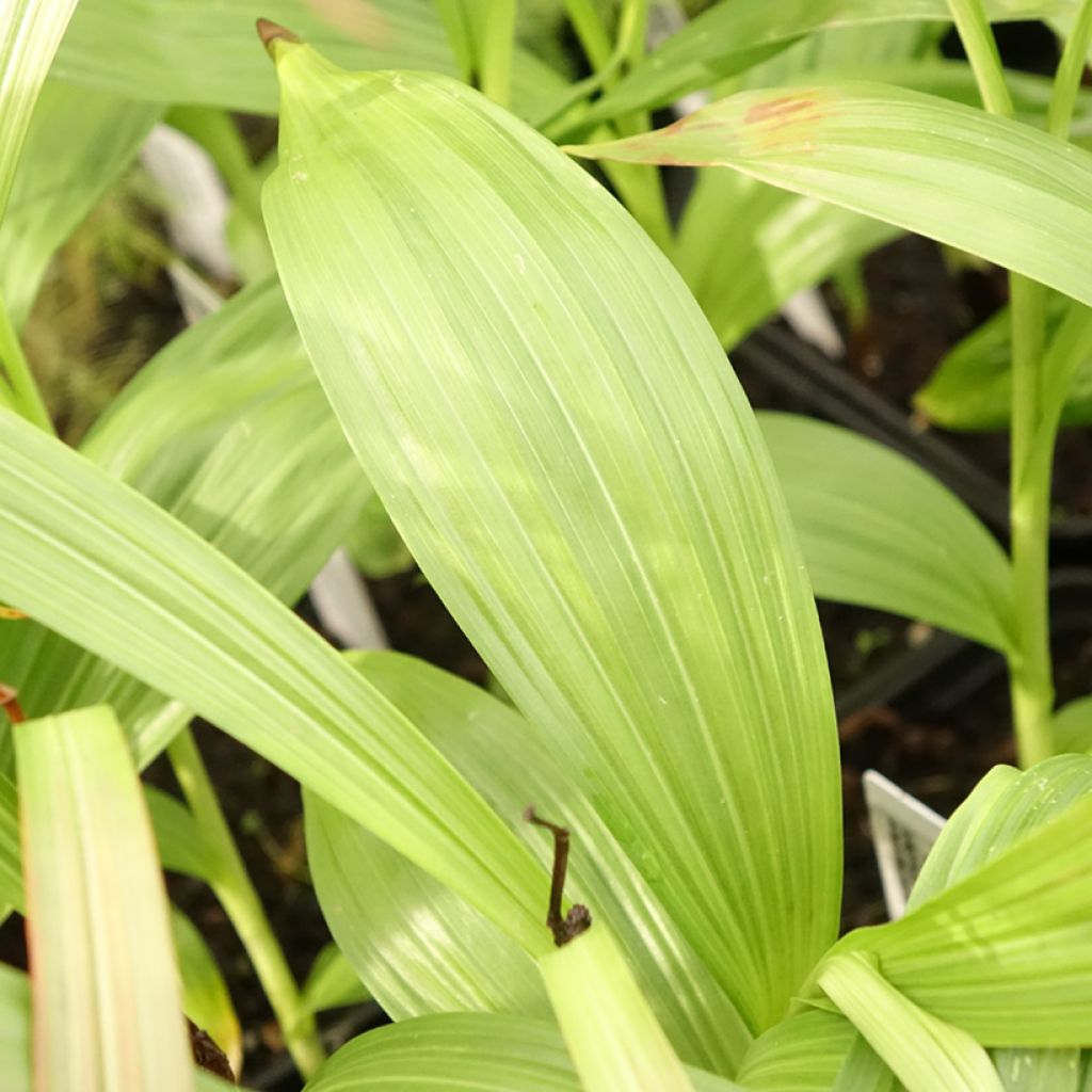 Bletilla striata Alba - Japanse orchidee