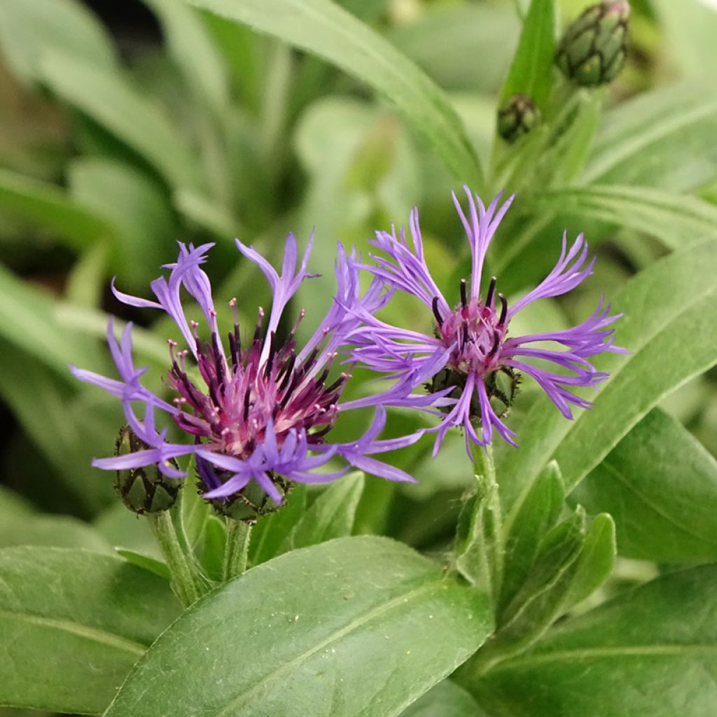 Centaurea montana - Bergkorenbloem