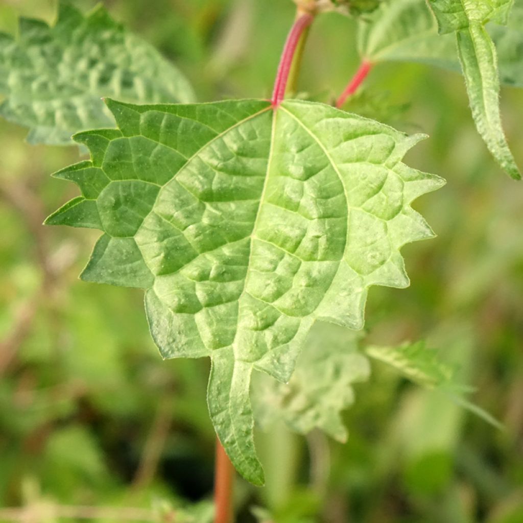 Boehmeria spicata - Valse netel