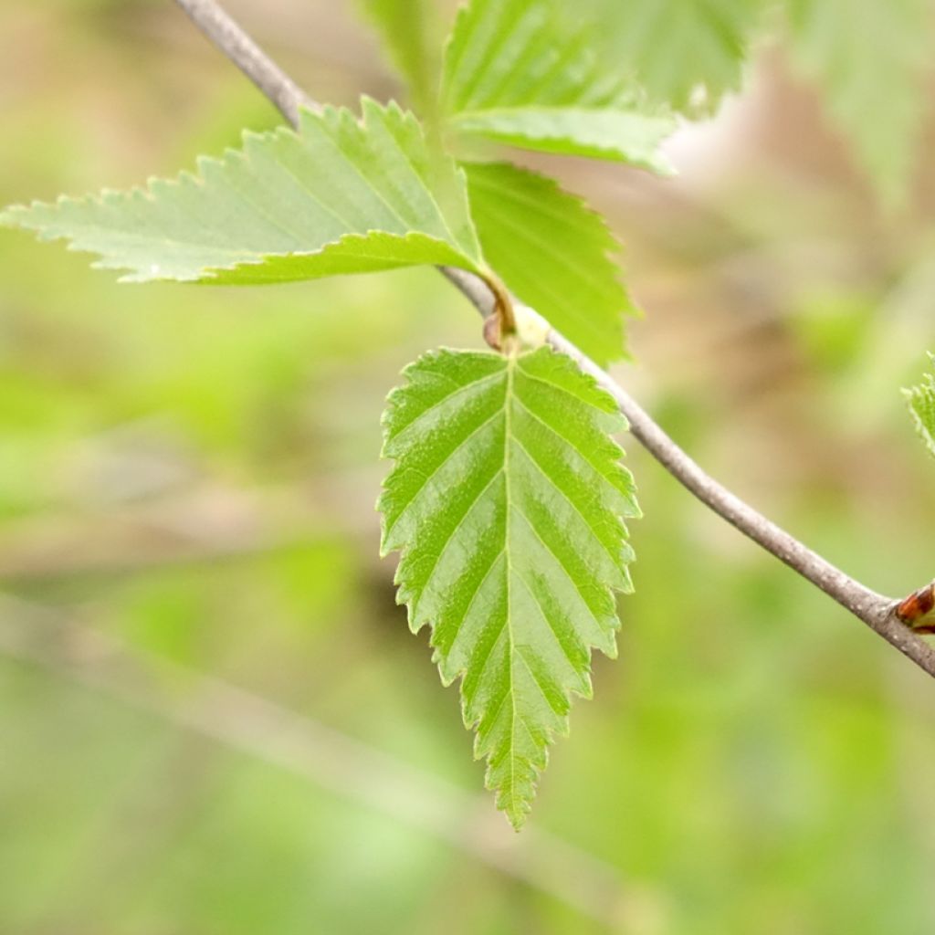 Betula pendula Long Trunk - Ruwe berk