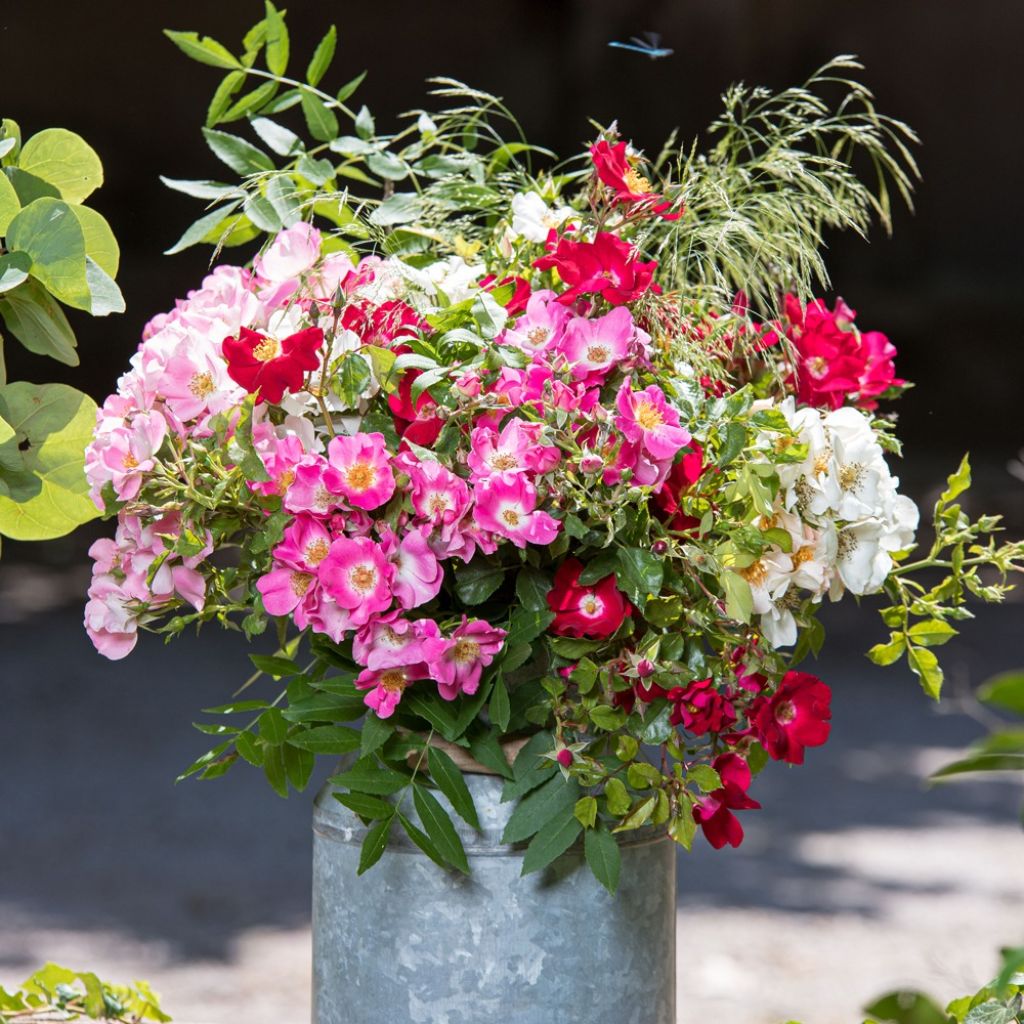 Rosa Friendly Purple - Polyantharoos