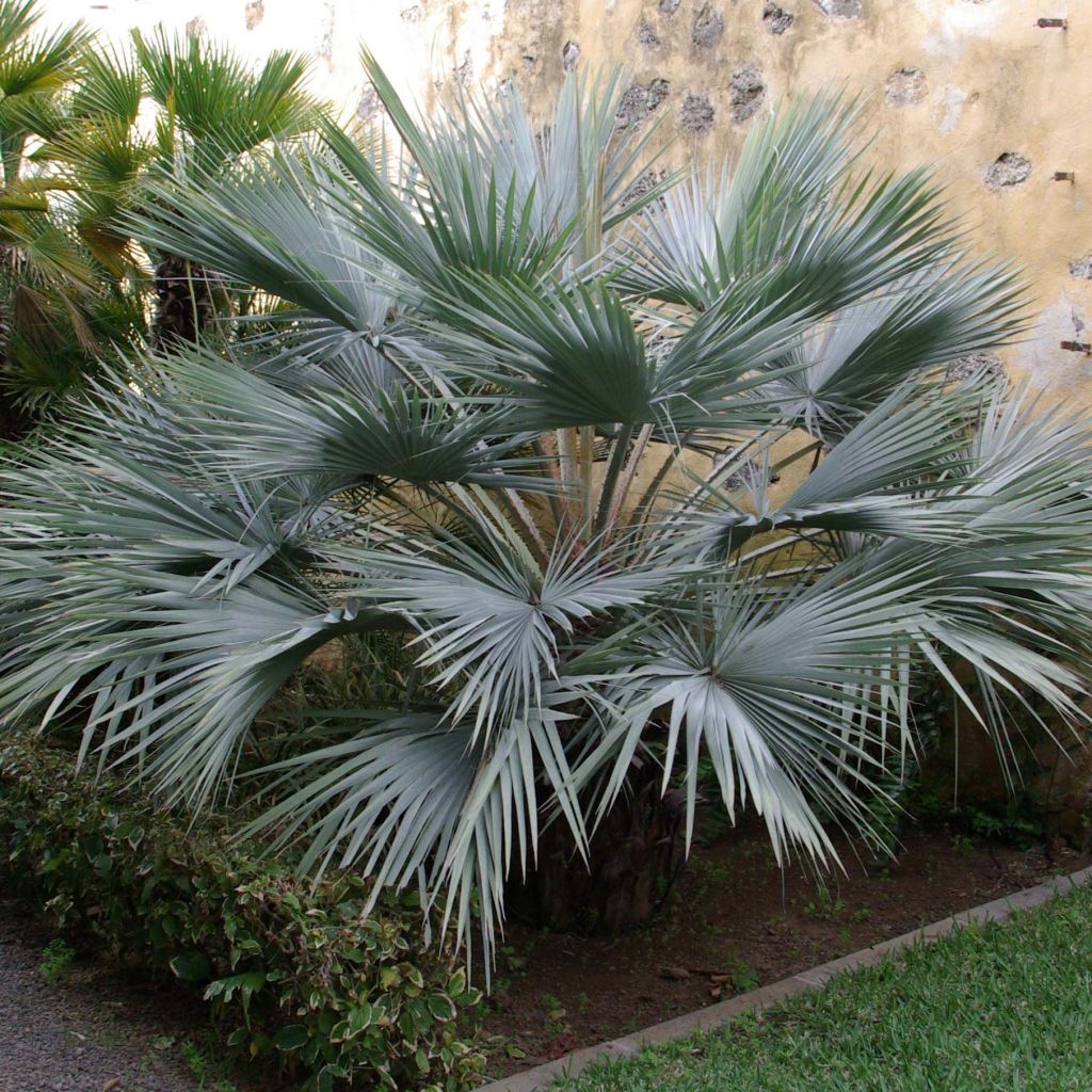 Brahea armata - Mexicaanse blauwe palm