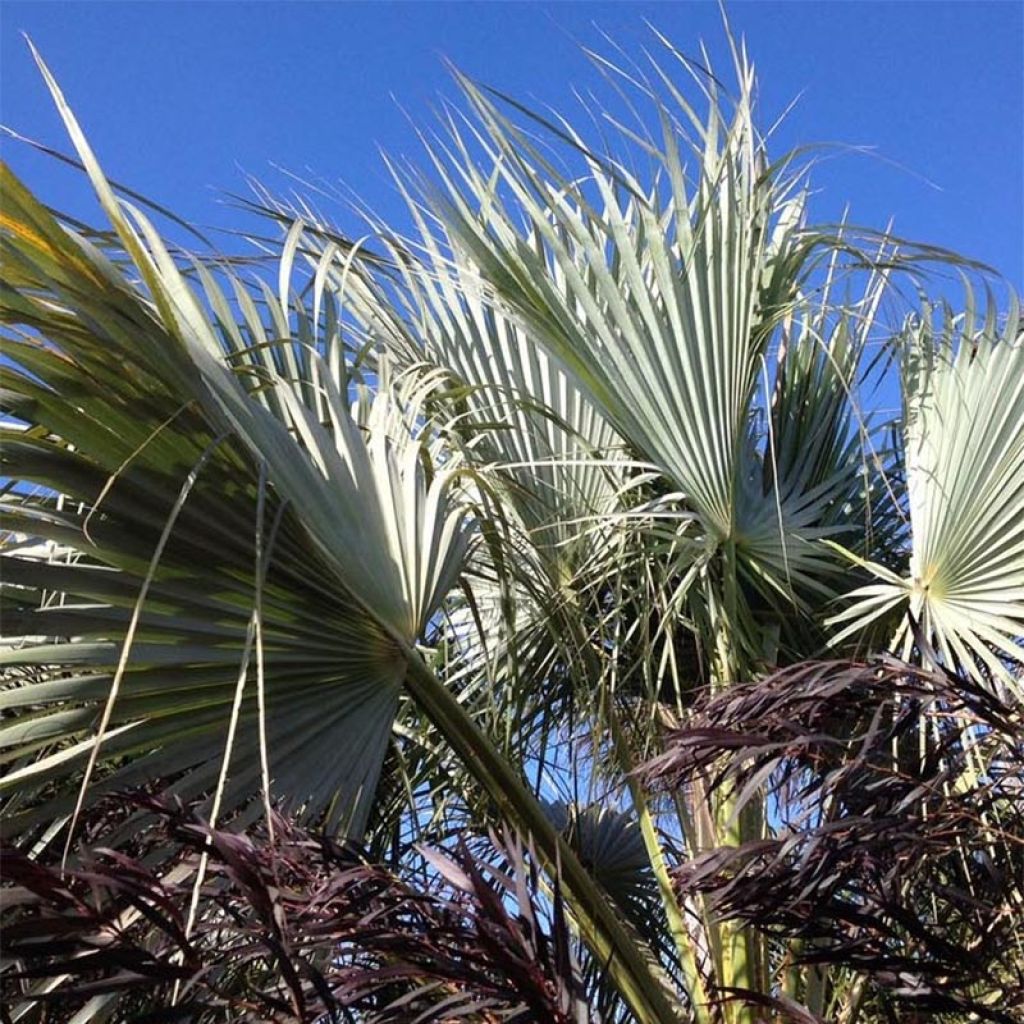 Brahea armata var Clara - Mexicaanse blauwe palm
